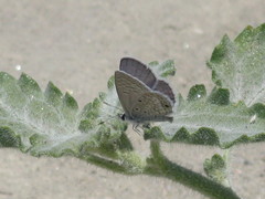 Hemiargus ceraunus