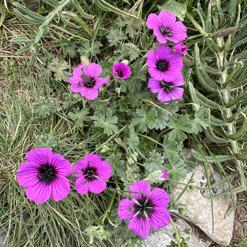 Image of Geranium subcaulescens by (c) Roger Rittmaster, some rights reserved (CC BY)