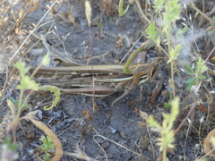 Schistocerca cancellata