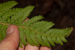 Polystichum dudleyi