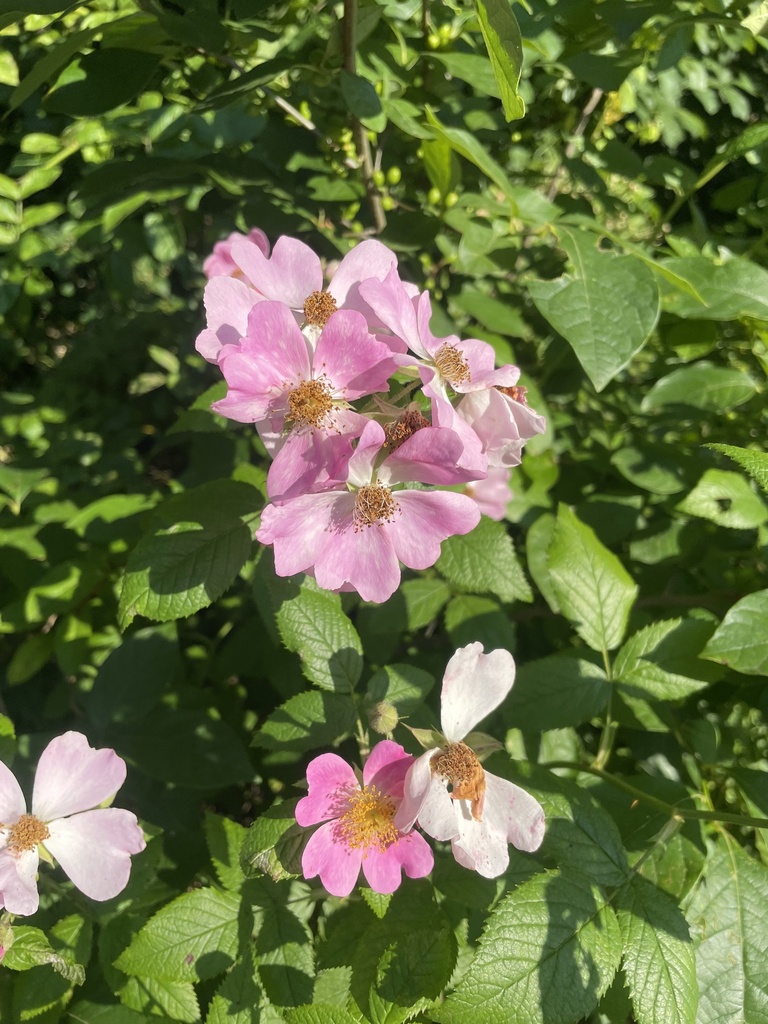 roses from Conley Rd, Morning View, KY, US on June 16, 2024 at 06:23 PM ...