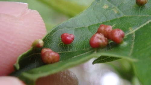 Maple Bladdergall Mite