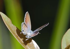 Theclinesthes miskini