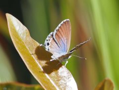 Theclinesthes miskini