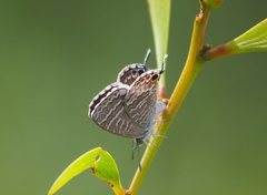 Theclinesthes miskini