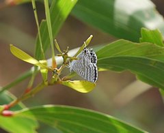 Theclinesthes miskini