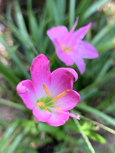 Rose Pink Zephyr Lily