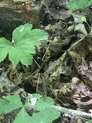 Brachypremna dispellens