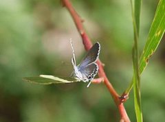 Theclinesthes miskini