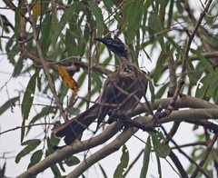 Philemon argenticeps