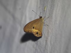 Hypocysta irius