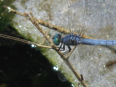 Pachydiplax longipennis