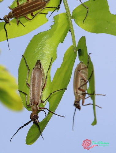 Epicauta forticornis
