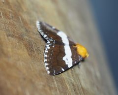 Buzara latizona