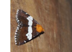 Buzara latizona