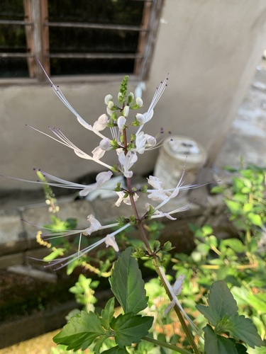 Cat's Whiskers