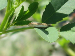 Crambini