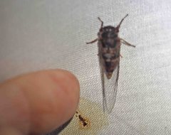 Palapsalta