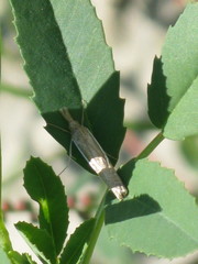 Crambini