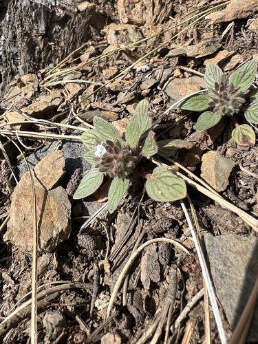Mt. Diablo phacelia (Phacelia phacelioides)