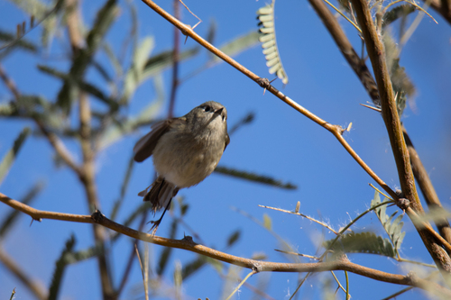 Ruby-crowned Kinglet photographed in Arizona