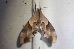 Coequosa australasiae