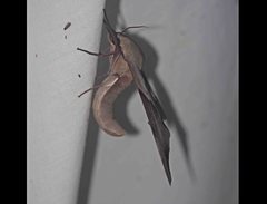 Coequosa australasiae