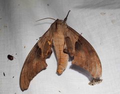 Coequosa australasiae