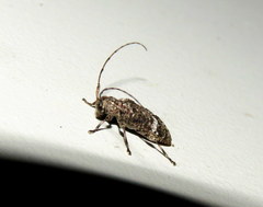 Astylopsis collaris