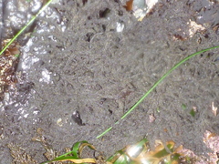 Callithamnion pikeanum