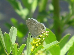 Hemiargus ceraunus