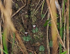 Corybas abellianus