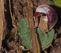 Corybas abellianus