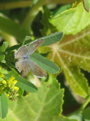 Hemiargus ceraunus