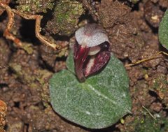 Corybas abellianus