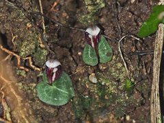Corybas abellianus