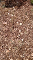 Blepharipappus scaber