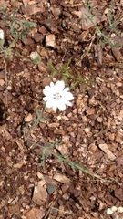 Blepharipappus scaber