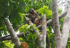 Dendrolagus lumholtzi