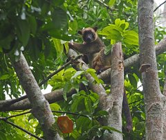 Dendrolagus lumholtzi