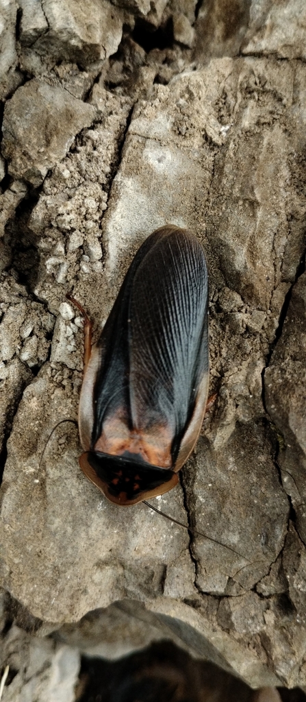 Dubia Cockroach from El Palomar, Provincia de Buenos Aires, Argentina ...