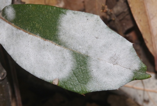 Erysiphe trinae