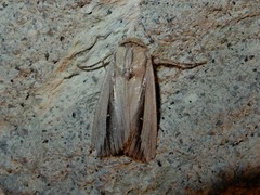 Leucania stenographa