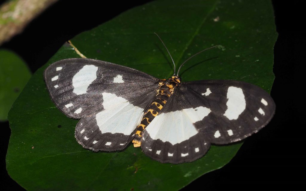 Abraxas sporocrossa