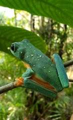 Agalychnis moreletii