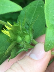 Silphium asperrimum