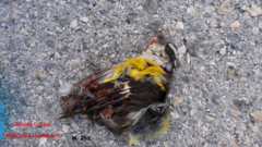 Coereba flaveola caboti