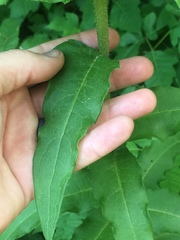 Silphium asperrimum
