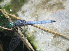 Pachydiplax longipennis