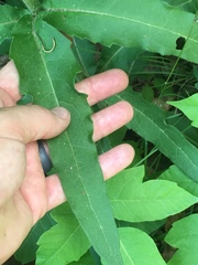Silphium asperrimum